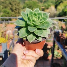echeveria usato  Barcellona Pozzo di Gotto