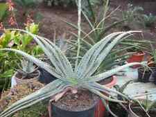 Semi aloe suprafoliata usato  Monreale