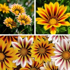 Gazania tiger stripes for sale  IPSWICH