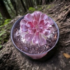 Aeonium arboreum rosa usato  Durazzano