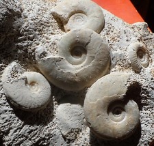 Ammonites jurassiques maine d'occasion  Cuxac-d'Aude