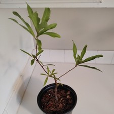Water oak tree for sale  Leland