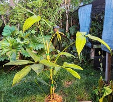 Anthurium clavigerum plant for sale  Hollywood