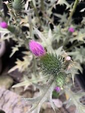 Mariendistel 200 samen gebraucht kaufen  Viersen