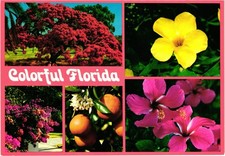 Colorful florida plants usato  Spedire a Italy