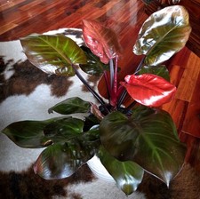 Rare huge philodendron d'occasion  Expédié en Belgium