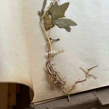 Herbier plantes anciennes d'occasion  Strasbourg-