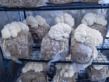 Lions mane grow for sale  READING