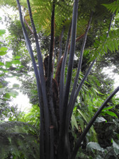 Cyathea medullaris 9cm for sale  BECCLES