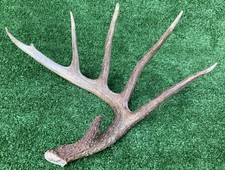 Nice brown inch for sale  Devine