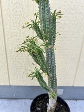 Large euphorbia loricata for sale  Compton