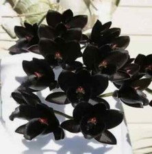 Fdk. dark black for sale  LONDON