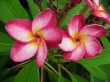 Rare plumeria rim for sale  San Diego