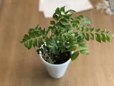 Organic live curry for sale  Chandler