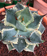 Agave isthmensis delaware usato  Napoli