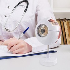 Modello anatomia dell usato  Spedire a Italy