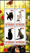 Gatti british shorthair usato  Trambileno