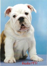 545 englische bulldogge gebraucht kaufen  Perleberg