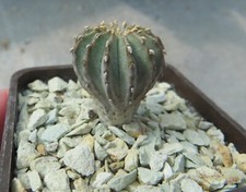 Geohintonia mexicana root for sale  Shipping to United Kingdom