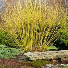 Yellow twig dogwood for sale  Center