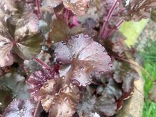 Heuchera purple palace for sale  LEEK