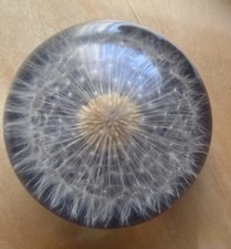 Vintage paperweight dandelion for sale  HENGOED