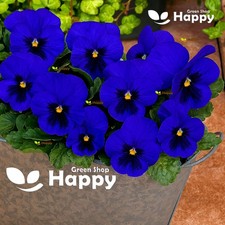 Flower pansy swiss for sale  DONCASTER