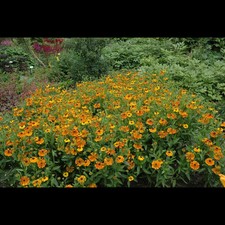 Helenium cult waltraud gebraucht kaufen  Deutschland