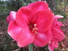 Amaryllis bulb bolero for sale  Greenwood