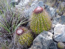 Melocactus curvispinus ssp d'occasion  Expédié en France