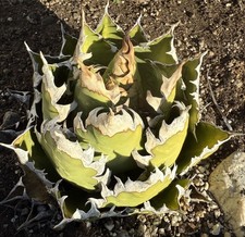 Rare agave titanota for sale  Azusa