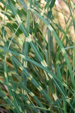 Zebra grass variegated for sale  Kennett Square