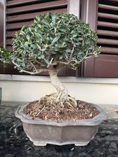 Bonsai olivastro anni usato  Trescore Balneario