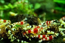 Mixed crystal red for sale  Charlotte