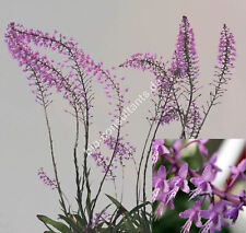 Używany, Stenoglottis longifolia / orchidea na sprzedaż  Wysyłka do Poland