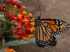 Blood flower seeds for sale  Deltona