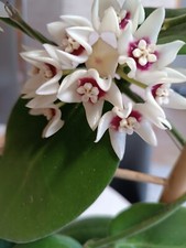 Hoya calycina stargazer gebraucht kaufen  Königslutter am Elm