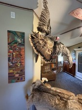 Osceola turkey mount for sale  Cleveland