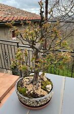 Bonsai melo cotogno usato  Castiglione d'Orcia
