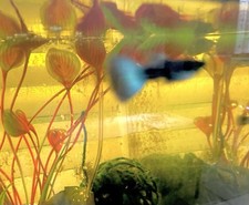 Fancy guppy pack for sale  West Palm Beach