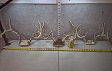 Medium whitetail deer for sale  Valley City