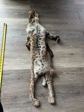 Taxidermy bobcat skin for sale  Rising Sun