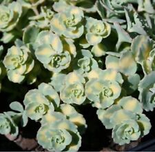 Sedum sieboldii variegata for sale  WALLINGFORD
