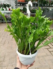 Felce microsorum punctatum usato  Foligno