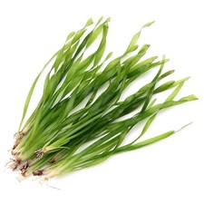 Vallisneria torta live for sale  HOUNSLOW