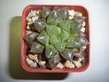 950 haworthia hybrid for sale  El Cajon