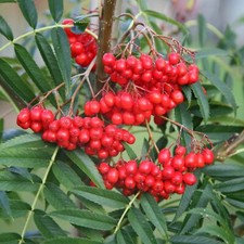 Olympic flame rowan for sale  UK