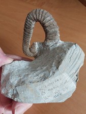 361g. heteroceras moriezensi d'occasion  Lodève