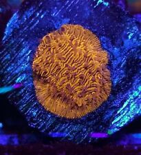 Solar flare leptoseris for sale  UK