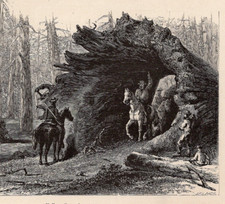 California giant fallen for sale  Brooklyn